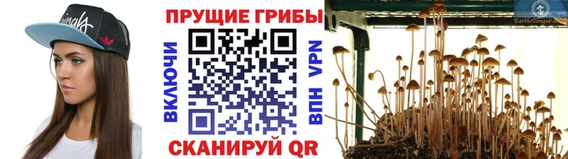 закладки  Уссурийск  Галлюциногенные грибы мицелий 